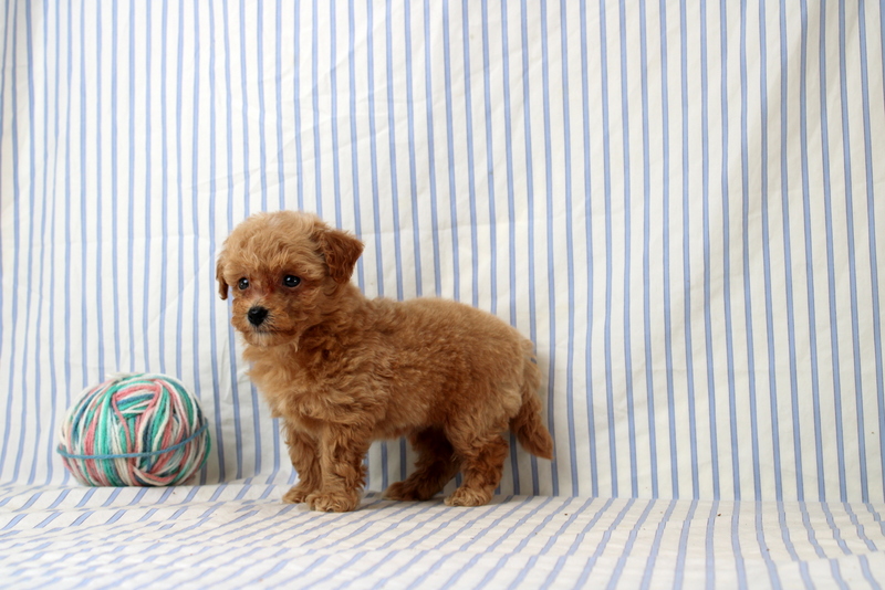 puppy, for, sale, Shi Poo, Matthew B. Stoltzfus, dog, breeder, Gap, PA, dog-breeder, puppy-for-sale, forsale, nearby, find, puppyfind, locator, puppylocator, aca